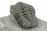 Phacopid (Adrisiops) Trilobite - Jbel Oudriss, Morocco #254771-5